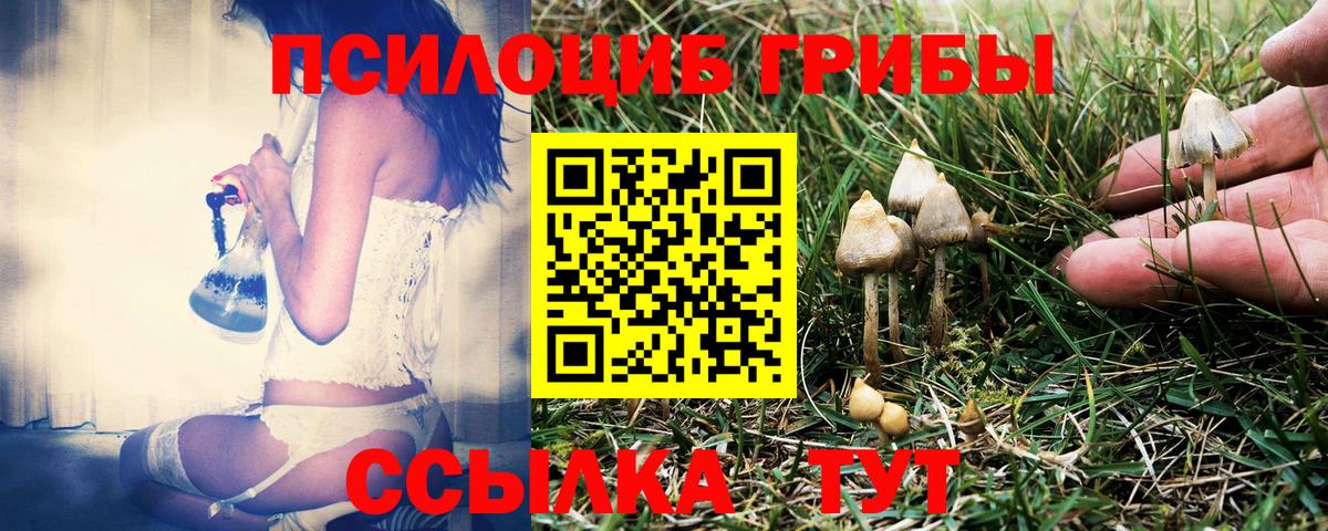Малоярославец  Псилоцибиновые грибы Psilocybine cubensis  Вход с VPN 